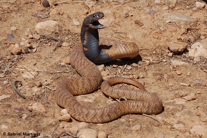 危険な毒ヘビとして知られるアスプコブラは、アフリカのサバンナに生息する。