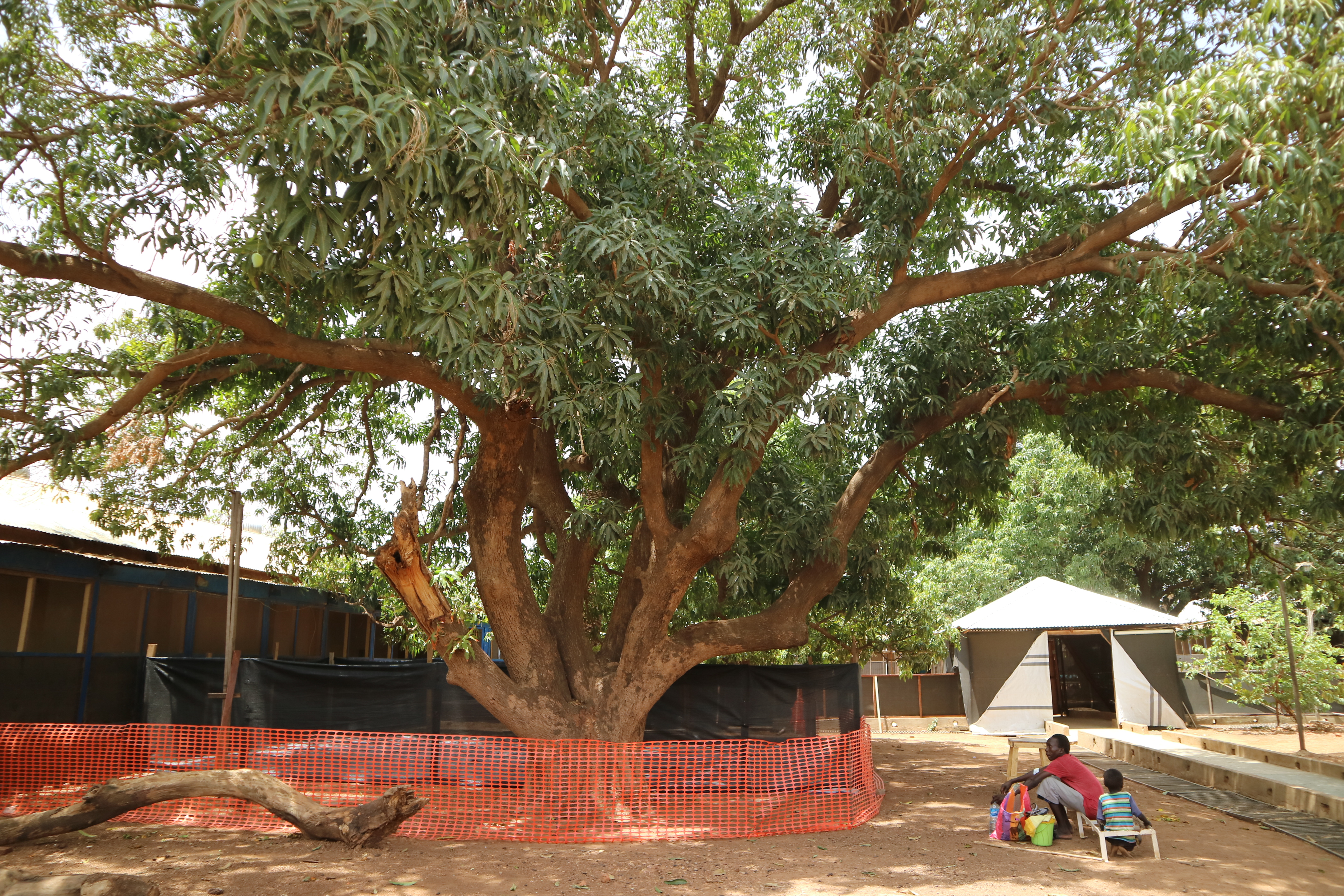 病院敷地に茂るマンゴーの木 ©Saki Mizoroki/MSF