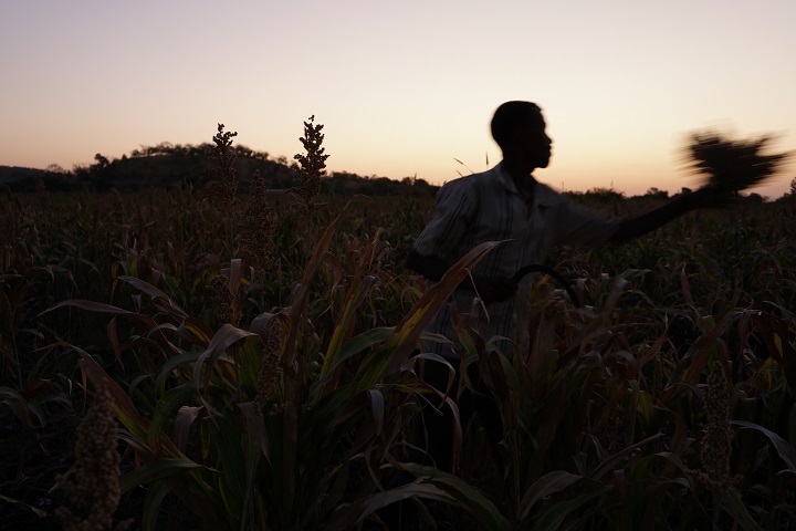 労働者たちは夜のうちから明かりもつけずに収穫作業をする　© Susanne Doettling/MSF