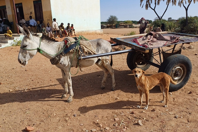 ニヤラ郊外で食料配布活動を手助けするロバ車 Ⓒ Hani Dweik/MSF