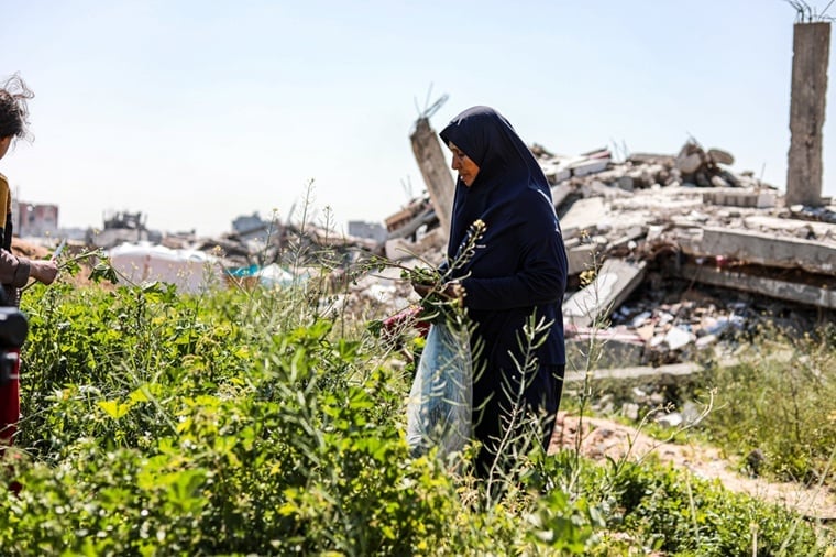 ガザ北部で食料にする野草を探す女性=2025年3月11日 Ⓒ Nour Alsaqqa/MSF