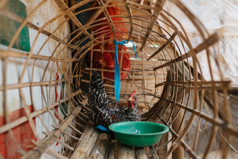 仮設住居の前に置かれた鶏小屋の鶏 Ⓒ Victor Caringal