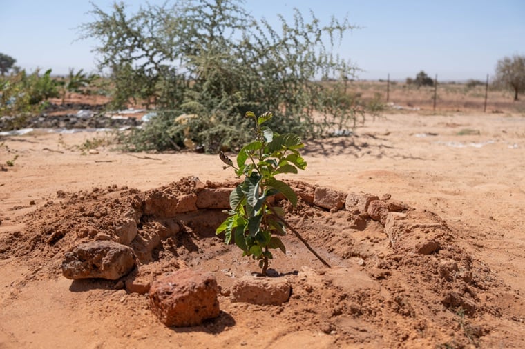 処理した水分を吸って育つバナナの木　© MSF