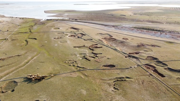 ラッカ県北西部の村近郊で、ユーフラテス川から水を引くために設置されたプラスチックパイプ。その間で羊の群れが草を食べ、川岸の至るところには水位の低下で穴があいている＝2024年11月4日　Ⓒ Gihad Darwish／MSF