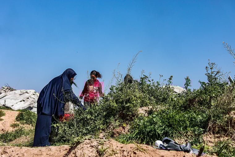 パレスチナ／ガザ地区：住民のハナンさん（左）が子どもと一緒に、食べられる野草をがれきの中で探している。ガザでは紛争と封鎖の長期化によって物資が不足し、かつて食べられていた伝統的な食材が再び重要な栄養源となっている＝2025年3月　© Nour Alsaqqa/MSF