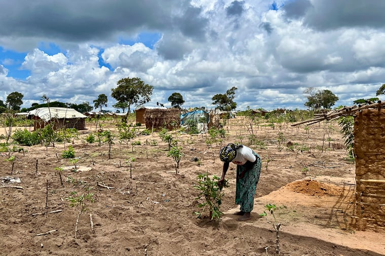ムエダ近郊の避難民キャンプで、家庭菜園から野菜を収穫する女性。避難民たちは作物を育てて日々の食料を何とかまかなっている＝2025年11月12日　© MSF