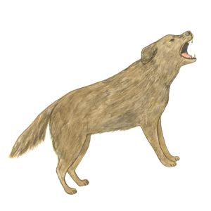 犬　© Asami Hattori