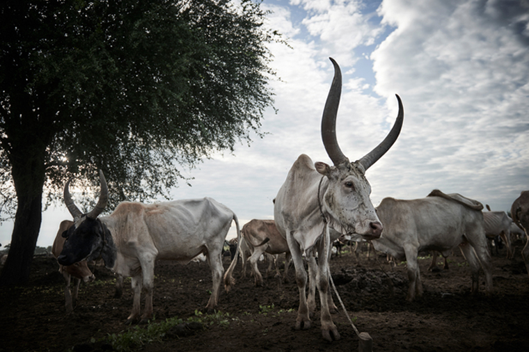 アビエイ町のやせ細った牛。洪水によって人も家畜も食料難に苦しむ　© Christina Simons