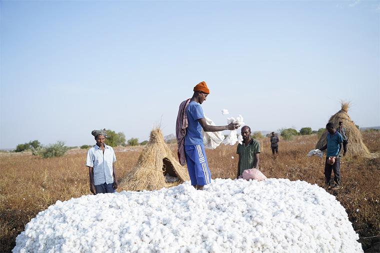 エチオピア：農場で綿花を摘むゲトゥ・カッサさん（中央）と農民たち。彼らは高地出身でカラアザールやマラリアに対する免疫を持っていないことなどから両方の病気にかかりやすい＝2023年3月　Ⓒ Amanuel Sileshi