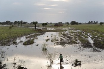 洪水のあと、一帯は水浸しになった。こうした水たまりで<br> 蚊が繁殖する　© Adrienne Surprenant/Item