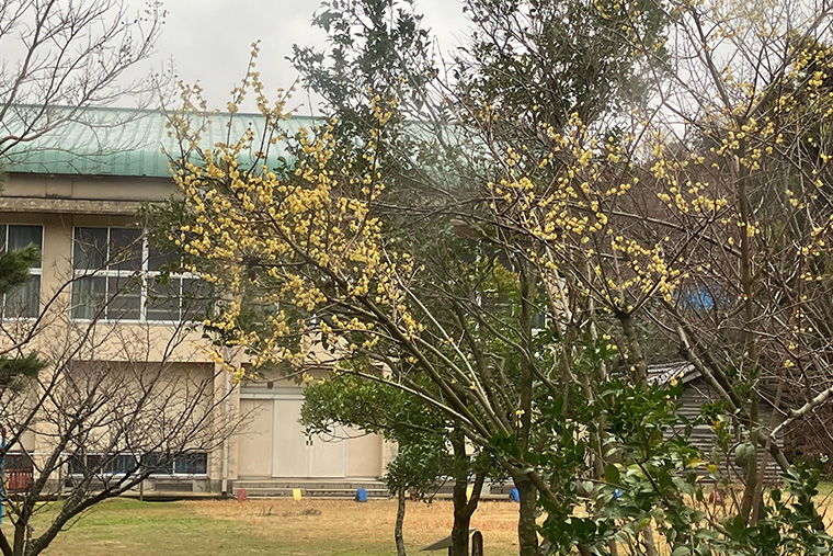 避難所から見える梅の花　Ⓒ MSF