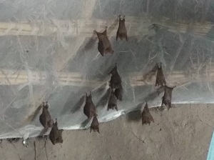 部屋を訪問してくるコウモリ、数がどんどん増えた © MSF