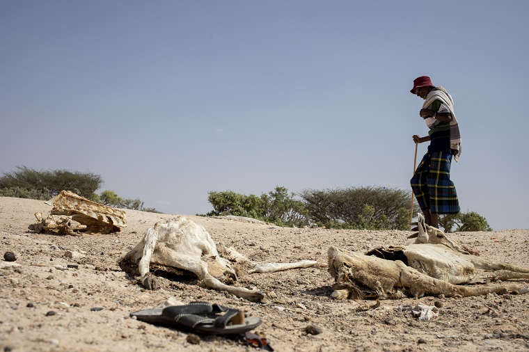 干ばつにより 人間も家畜も生命の危機に（ソマリア、2022年４月）🄫ICRC