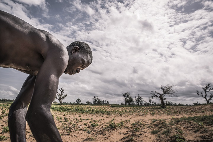アフリカのマリで苗を植える農夫。西アフリカでは2100年までに平均気温が3.3℃上昇すると予測されていて、漁業や農業、牧畜業への影響が懸念される。 ©ICRC/TURPIN, Samuel